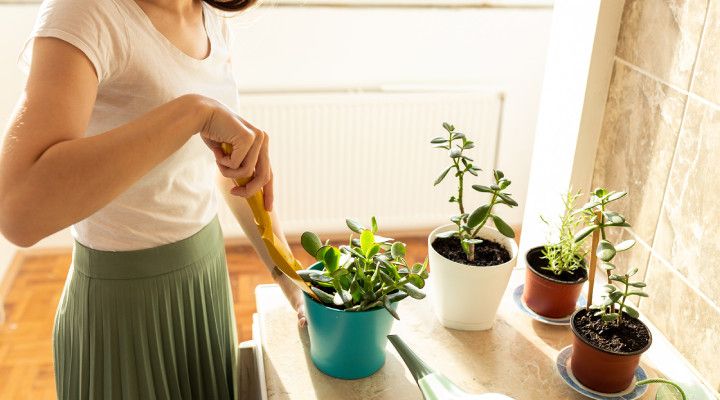 آموزش روش های تکثیر گیاه یشم آپارتمانی