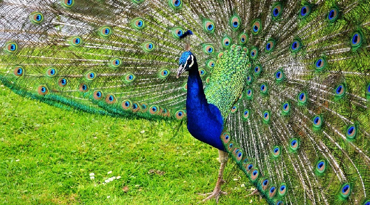طاووس