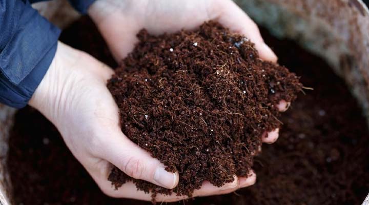 خاک مورد نیاز برای رشد بهتر گیاه بنیامین