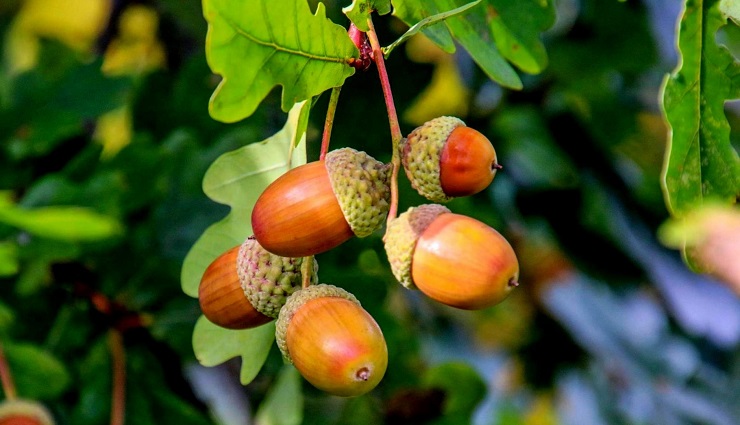 میوه بلوط روی درخت