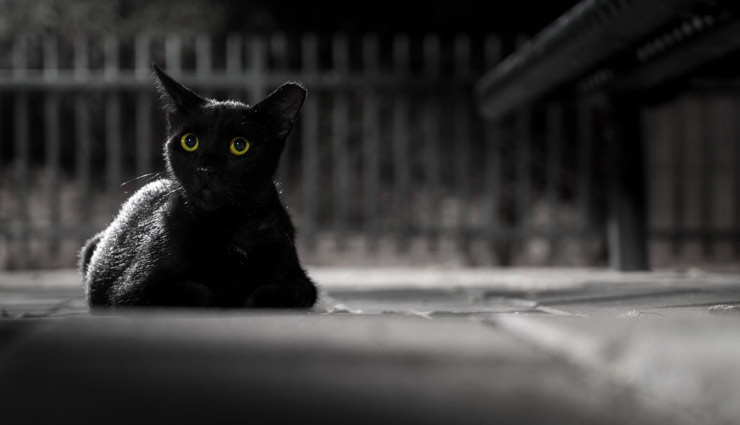 روانشناسی رنگ سیاه: گربه سیاه نشسته روی زمین و خیره به مکانی نامعلوم