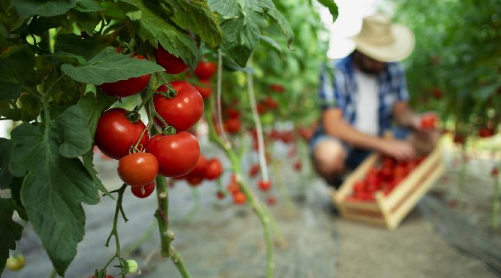 کاشت گوجه فرنگی در مزرعه