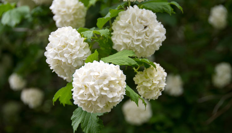 گل ادریسی سفید