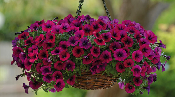 گل اطلسی قرمزرنگ
