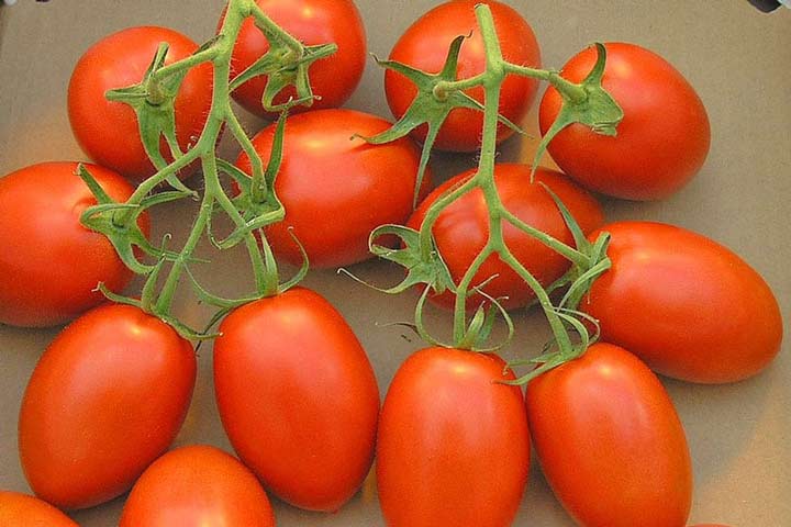 roma از انواع گوجه فرنگی