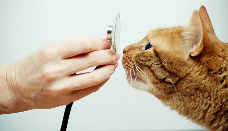 توکسوپلاسموز یک بیماری مشترک بین گربه و انسان