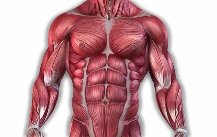 گلیکوژن ذخیره‌شده در عضلات