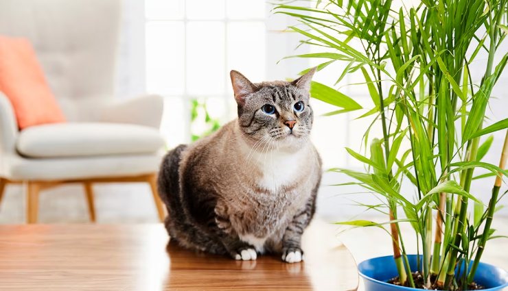 گیاهان بی‌خطر برای گربه و سگ
