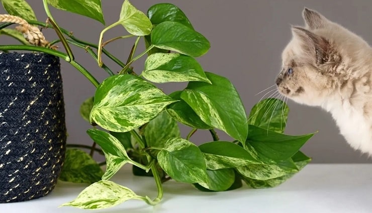 آشنایی با گیاهان خطرناک برای گربه