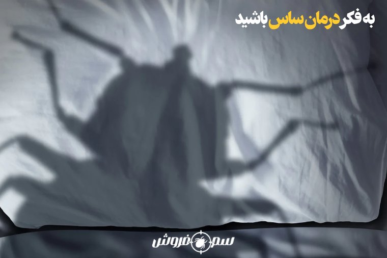 سخن پایانی برای از بین بردن ساس و خلاصی از شر حشره BedBug