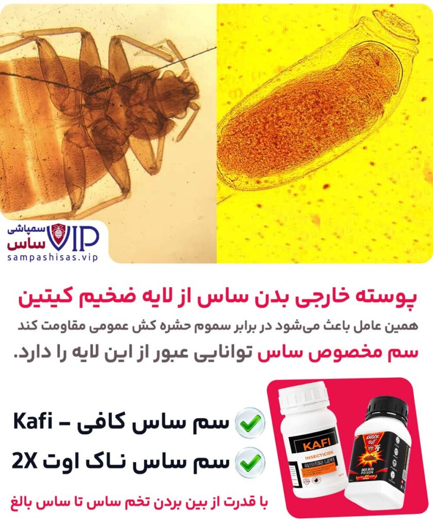 عکس ساس و عکس تخم ساس - علت جان سختی حشره ساس